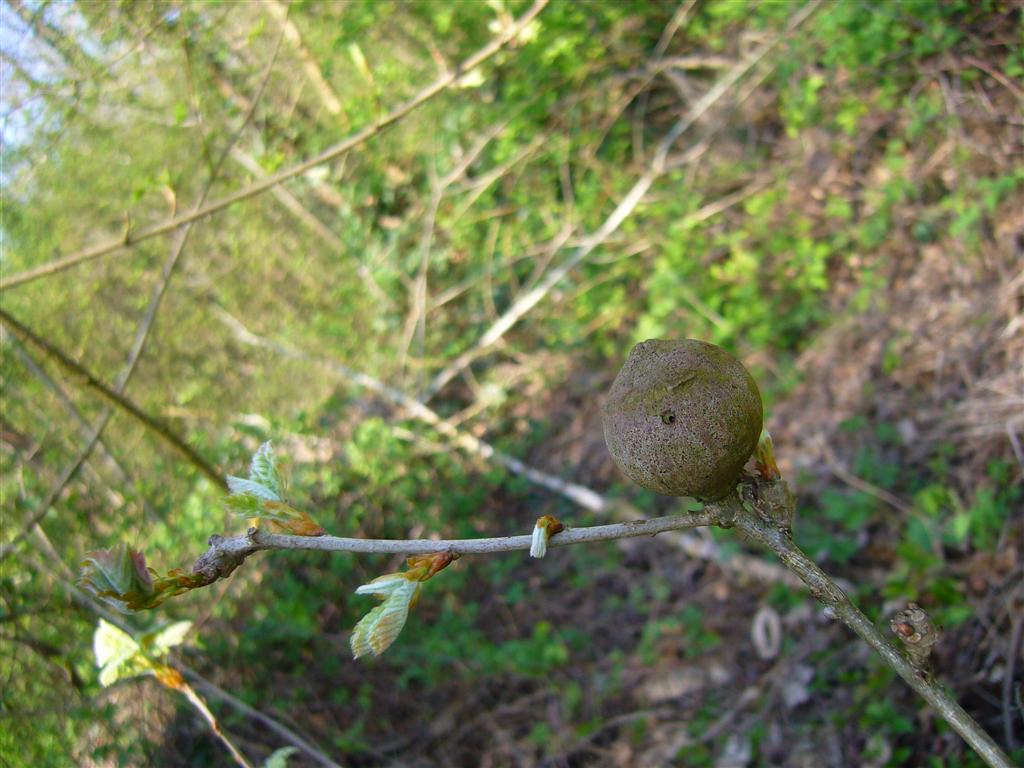 Galla di Andricus quercus tozae